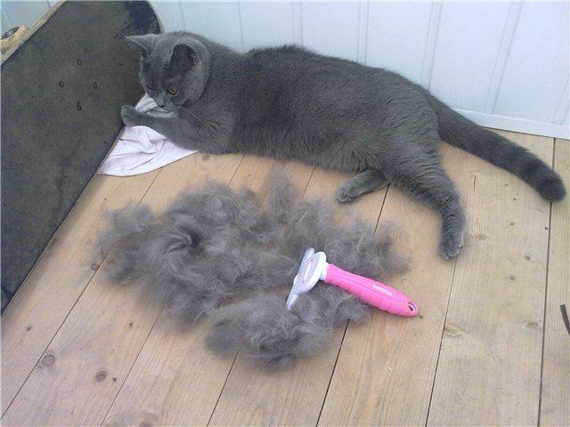 Как убирать квартиру если есть кот и много волос