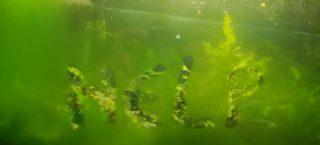 Чем отмыть камни из аквариума от зеленого налета