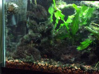 Отмыть водоросли с камней в аквариуме чем