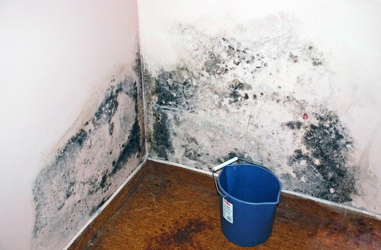 Грибок на стенах в квартире и как от него избавиться, чем убрать плесень со стен в квартире, как вывести в домашних условиях