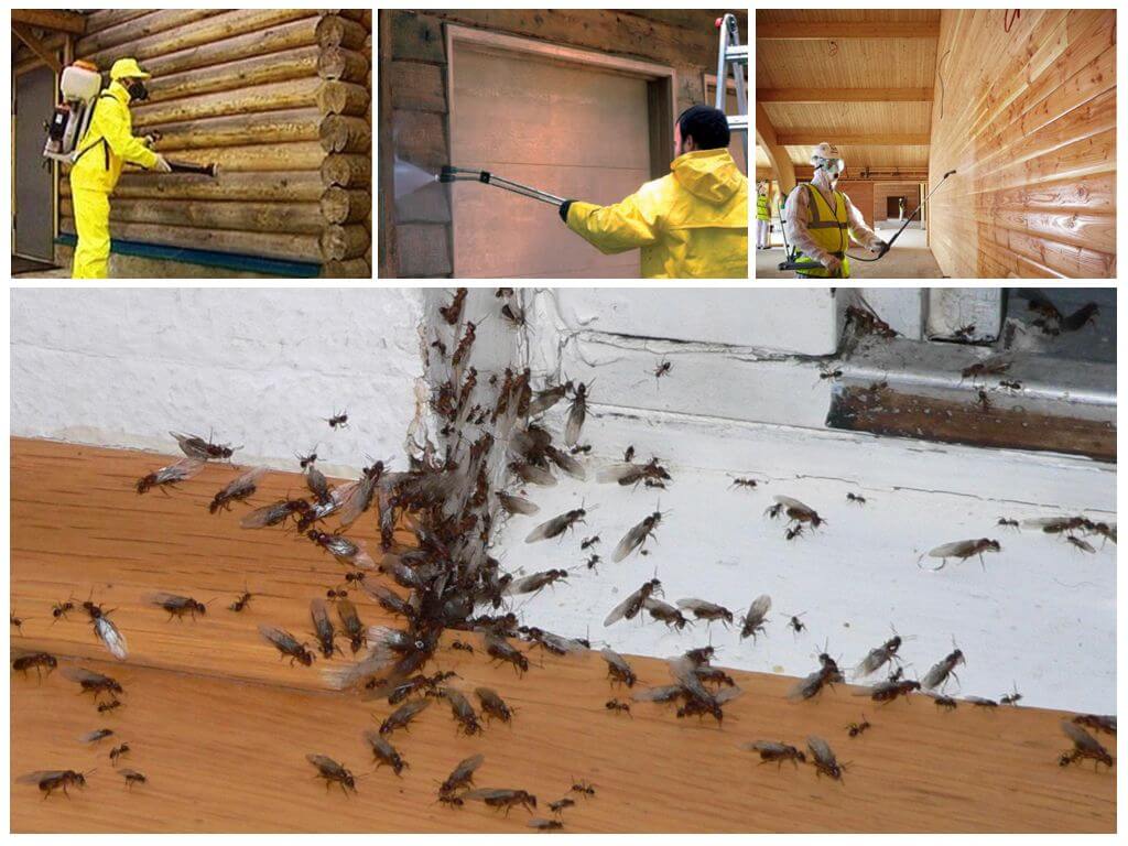 Как вывести муравьев из дома в домашних. Насекомые в деревянном доме. Муравьи в деревянном доме. Короеды в деревянном доме. Уничтожитель муравьев в квартире.