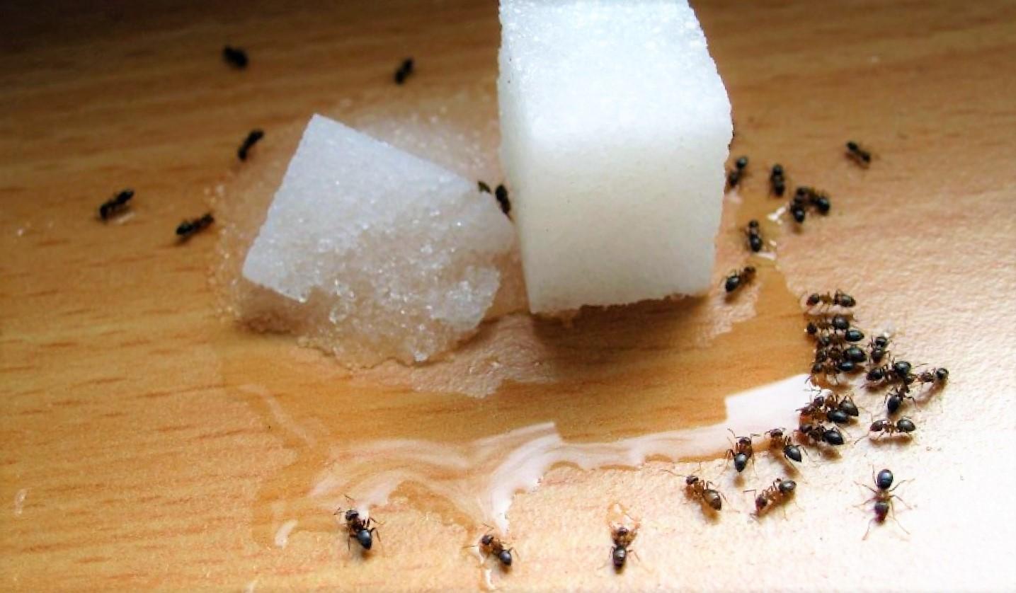 Борьба с муравьями в доме