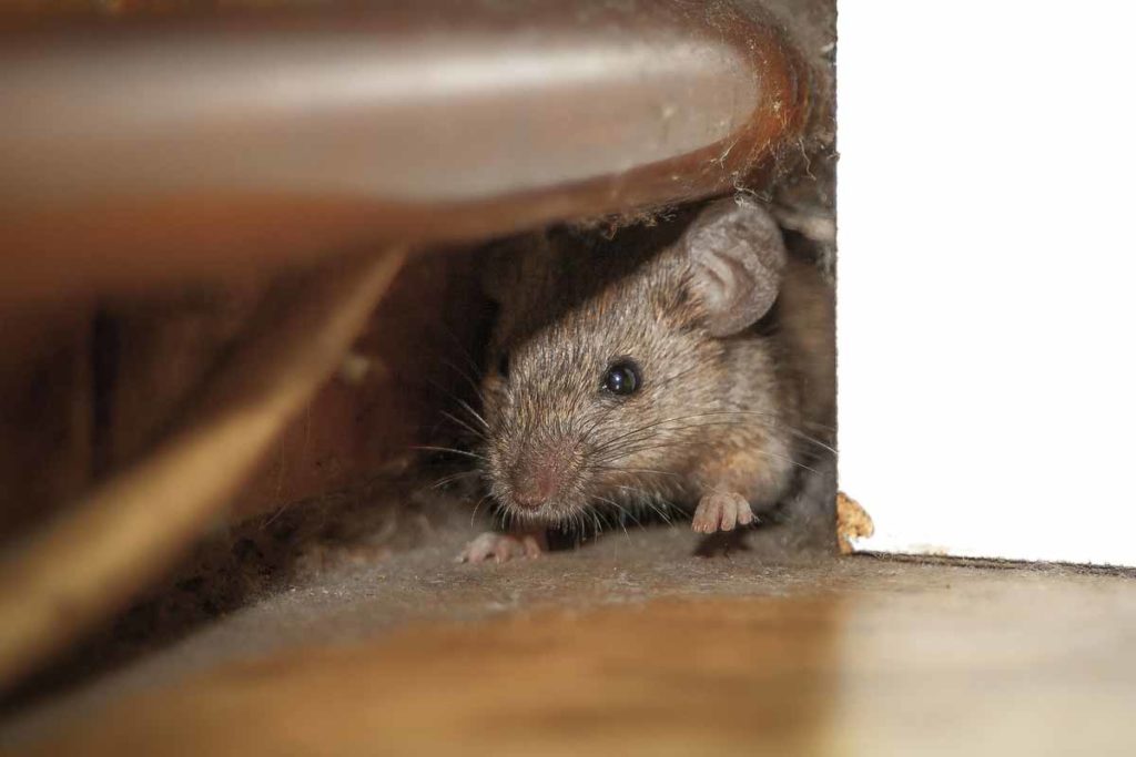 Причины появления мышей в квартире
