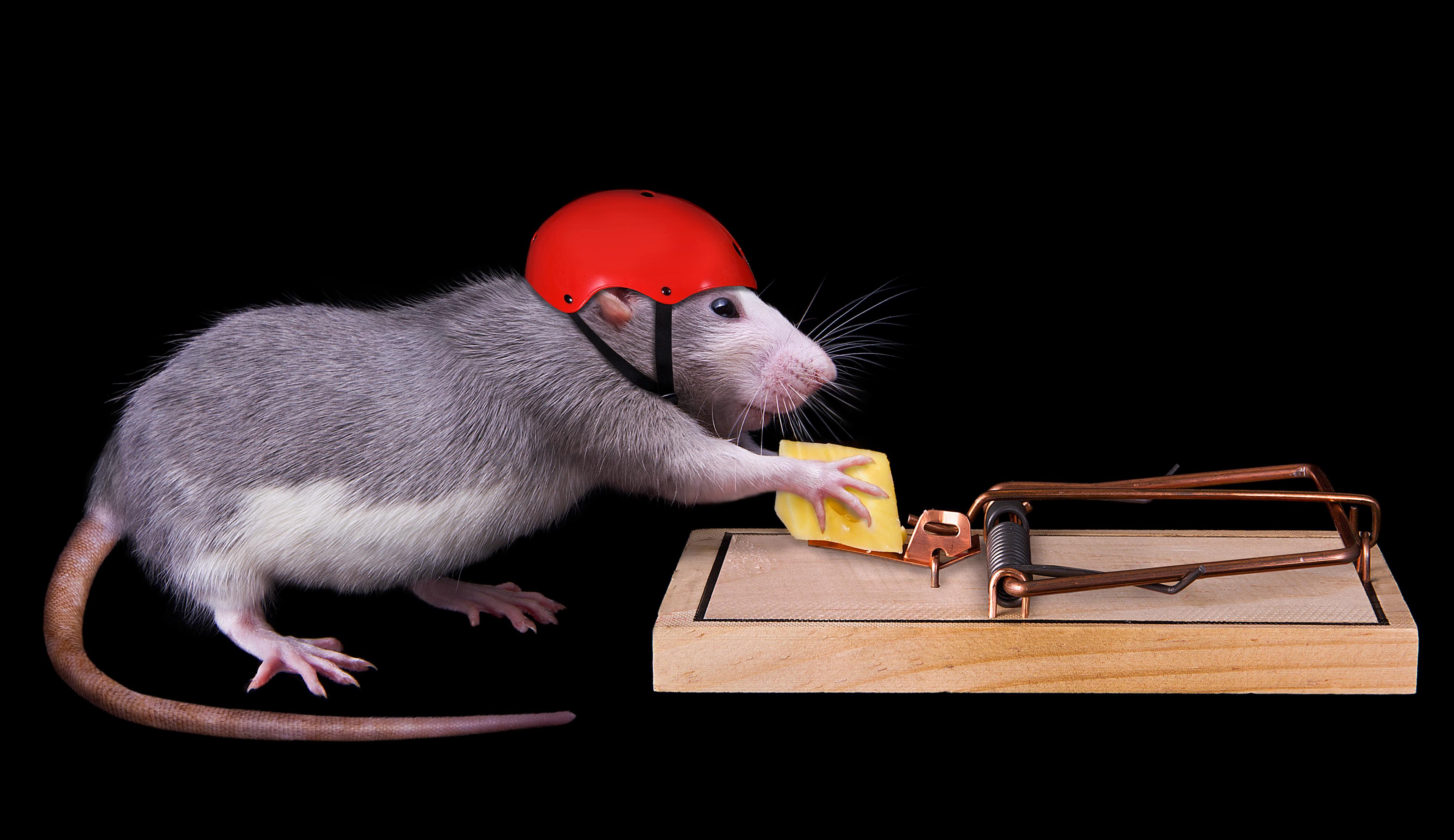 Мир мышей. Мышеловка rat&Mouse. Мышь в мышеловке. Крыса. Смешные крысы.