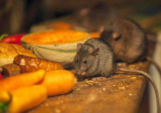 Как избавиться от крыс в доме: 5 эффективных средств